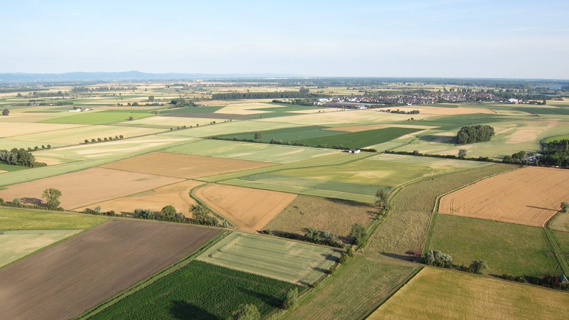 Blick ins Hessische Ried